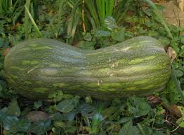 ZUCCA LUNGA PIENA DI NAPOLI GR.250